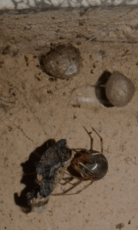 Steatoda sp. (Theridiidae)? No, Parasteatoda cfr. tepidariorum -  prov. PD